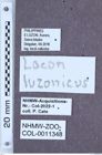 Etikett zu Lacon luzonicus (Candèze, 1875)